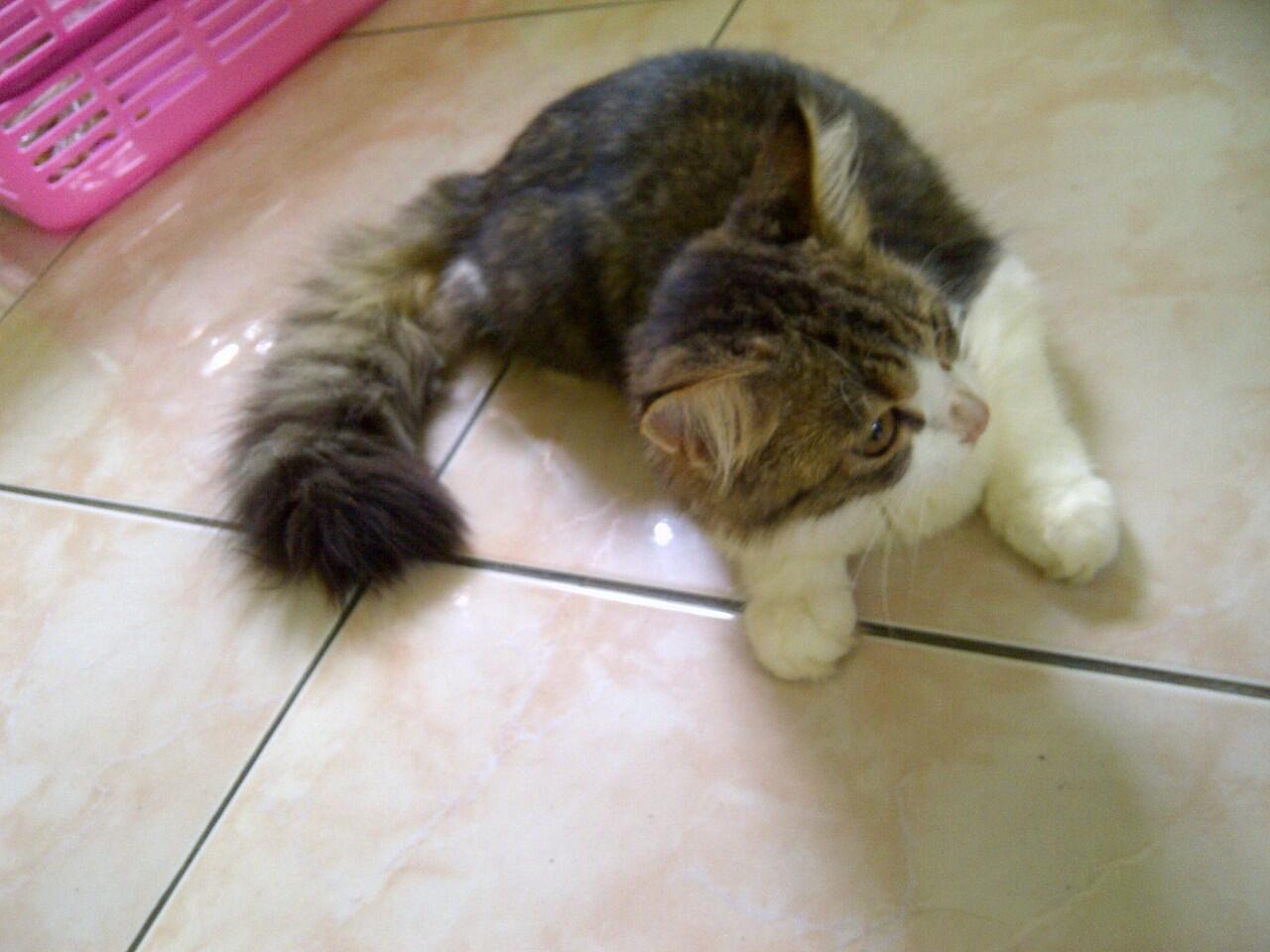 Persia Medium Betina 3ekor - Cilacap