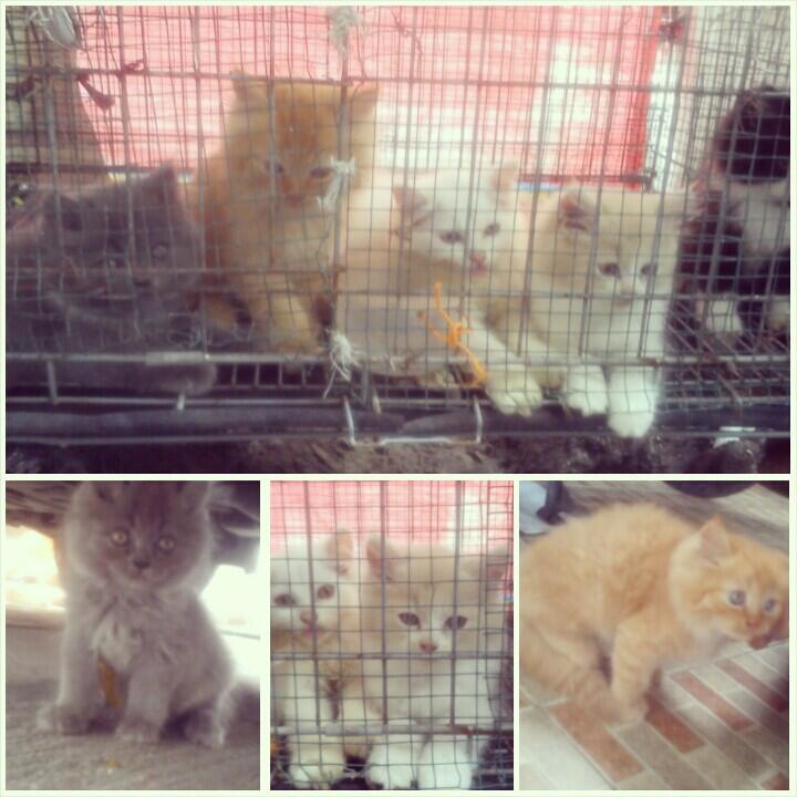 Jual Kucing Persia Medium Lucu & Bulu tebal