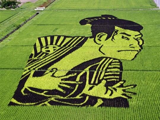 Pemandangan Sawah di Jepang 