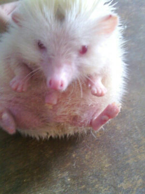WTS landak mini albino Bandung