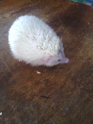 WTS landak mini albino Bandung