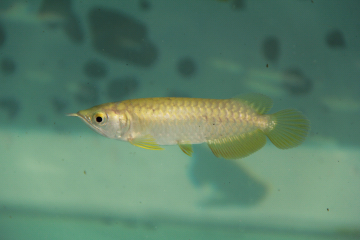 AROWANA CROSSBACK MALAYSIA