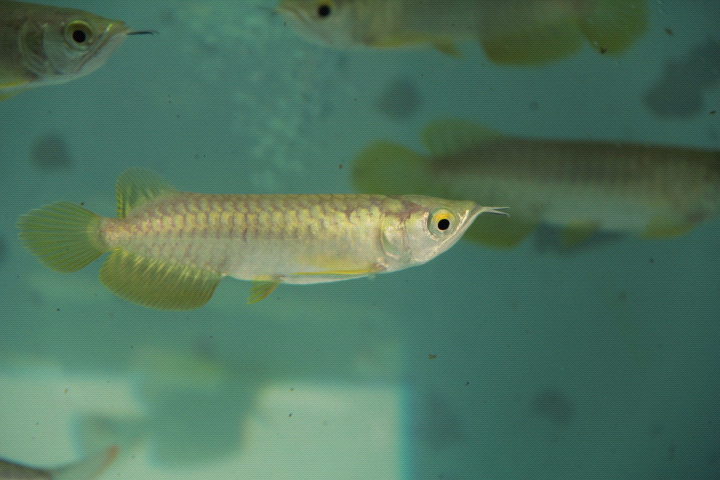 AROWANA CROSSBACK MALAYSIA