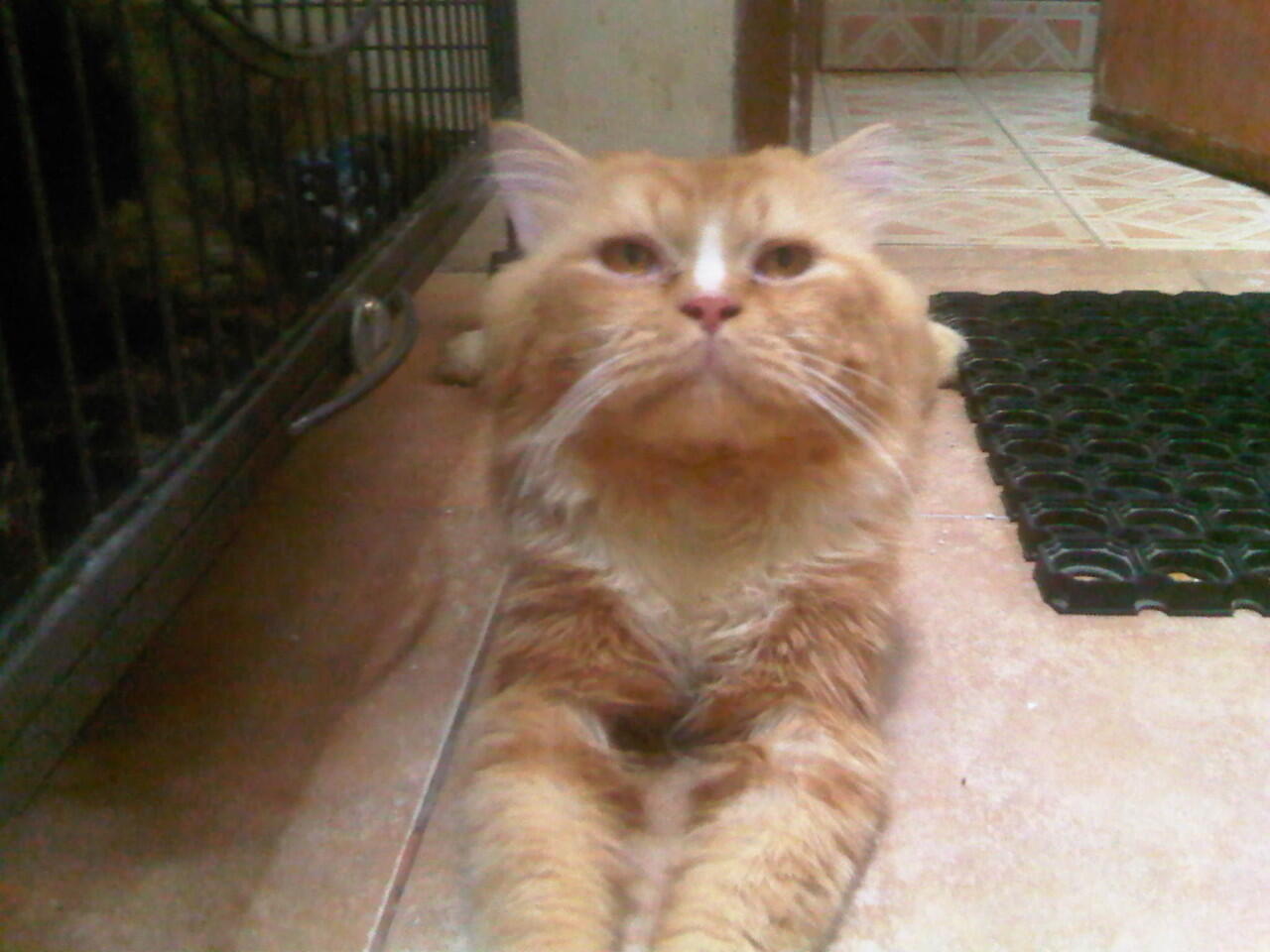 Jasa pacak kucing persia medium