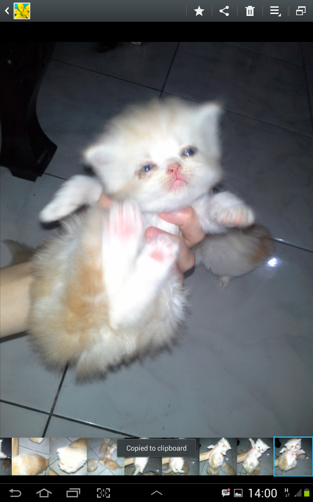kitten peaknose ready for booking