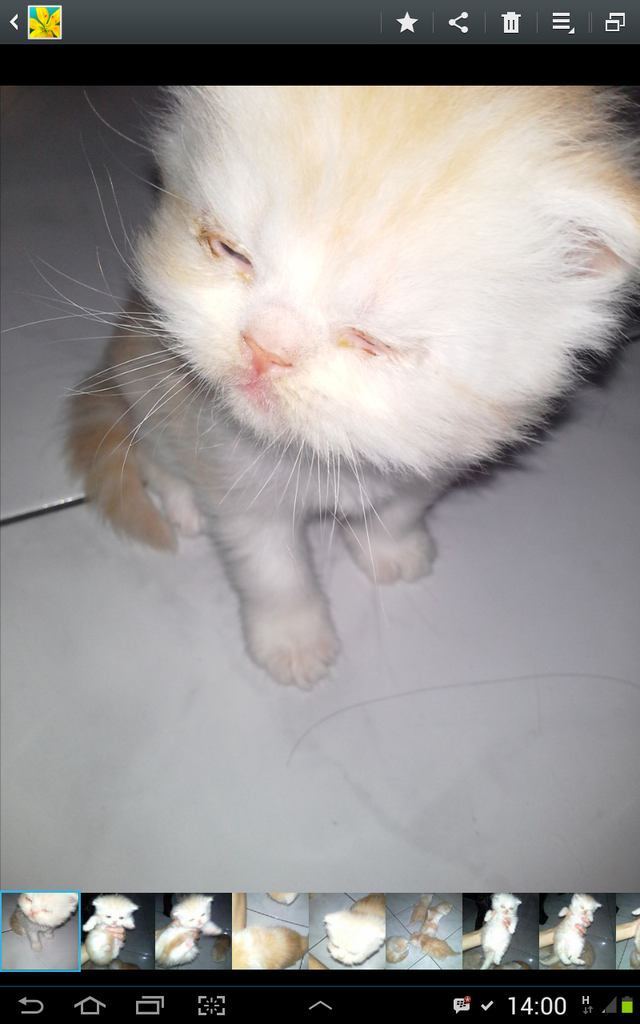 kitten peaknose ready for booking