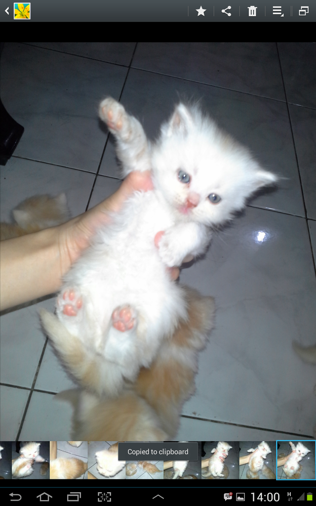 kitten peaknose ready for booking