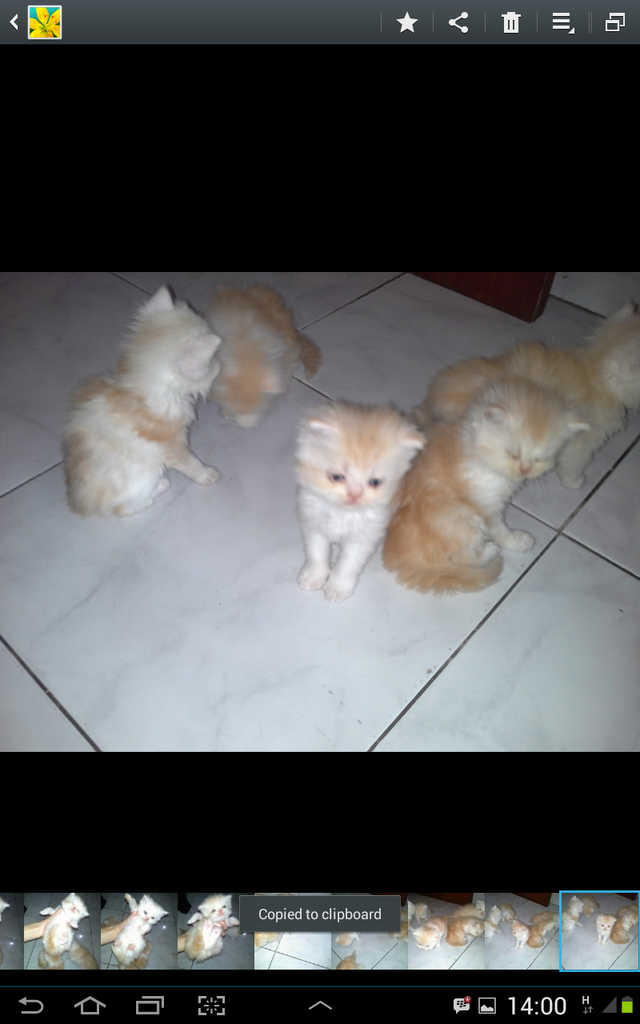 kitten peaknose ready for booking