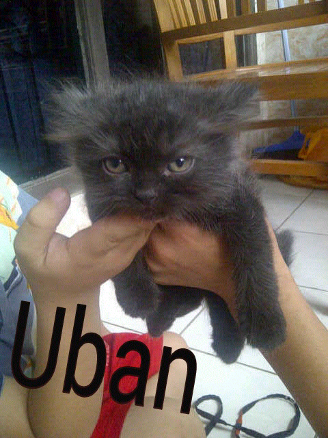 Kitten Persia Mix Anggora & Indukan (Bogor)