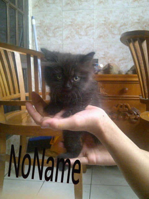 Kitten Persia Mix Anggora & Indukan (Bogor)