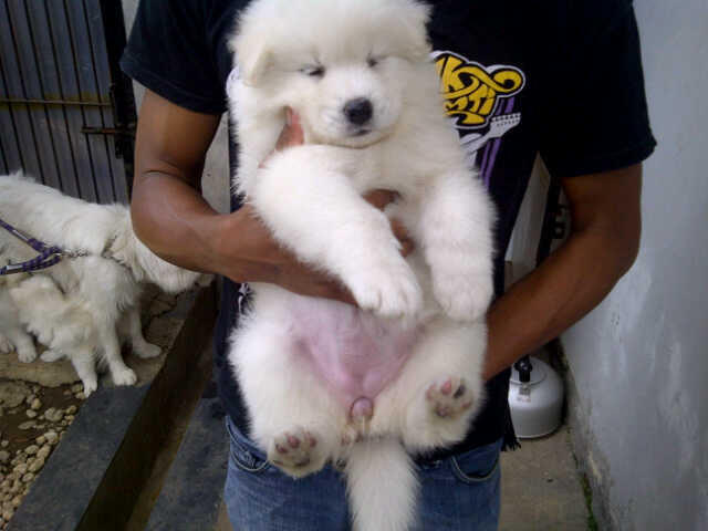 SAMOYED PUPPIES MURAH BANGET STAMBUM VAKSIN