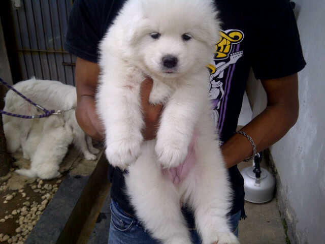 SAMOYED PUPPIES MURAH BANGET STAMBUM VAKSIN