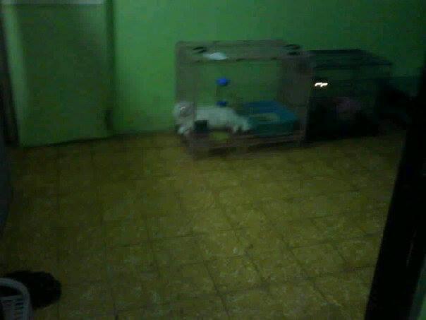 Penitipan kucing antar jemput jogja