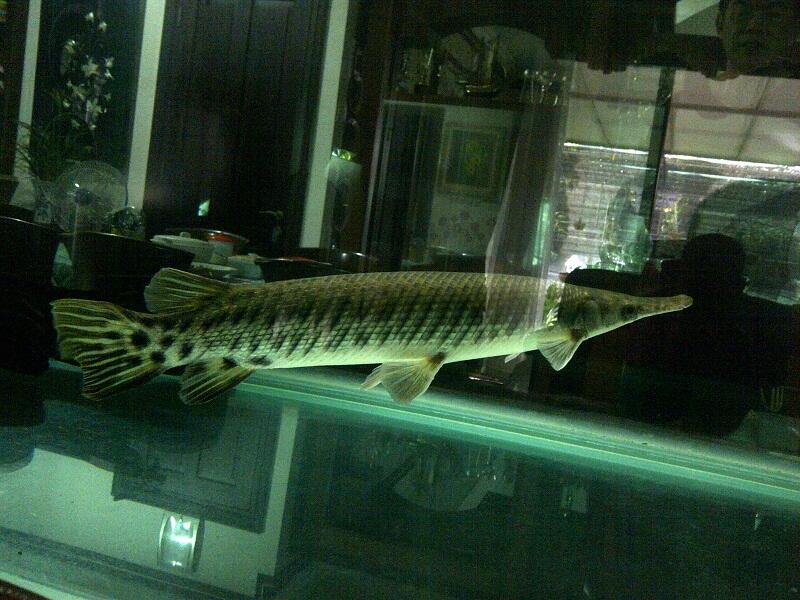 Ikan Aligator