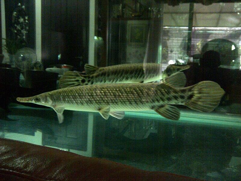 Ikan Aligator