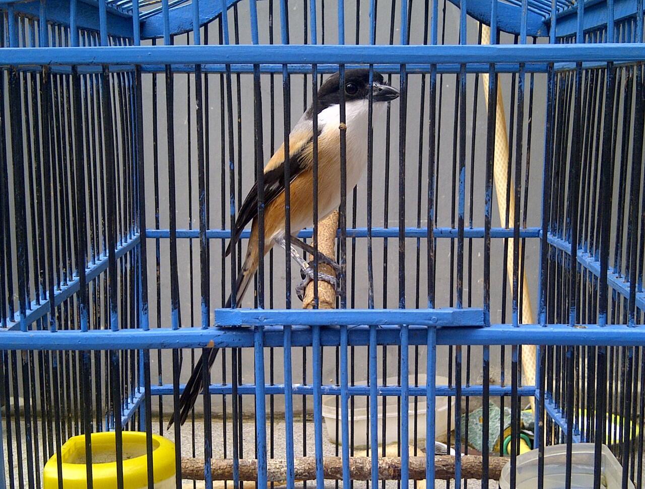 Jual burung Pentet Jatim mapan, kenari AF, Ciblek gunung, Prenjak, Pleci. Jakarta