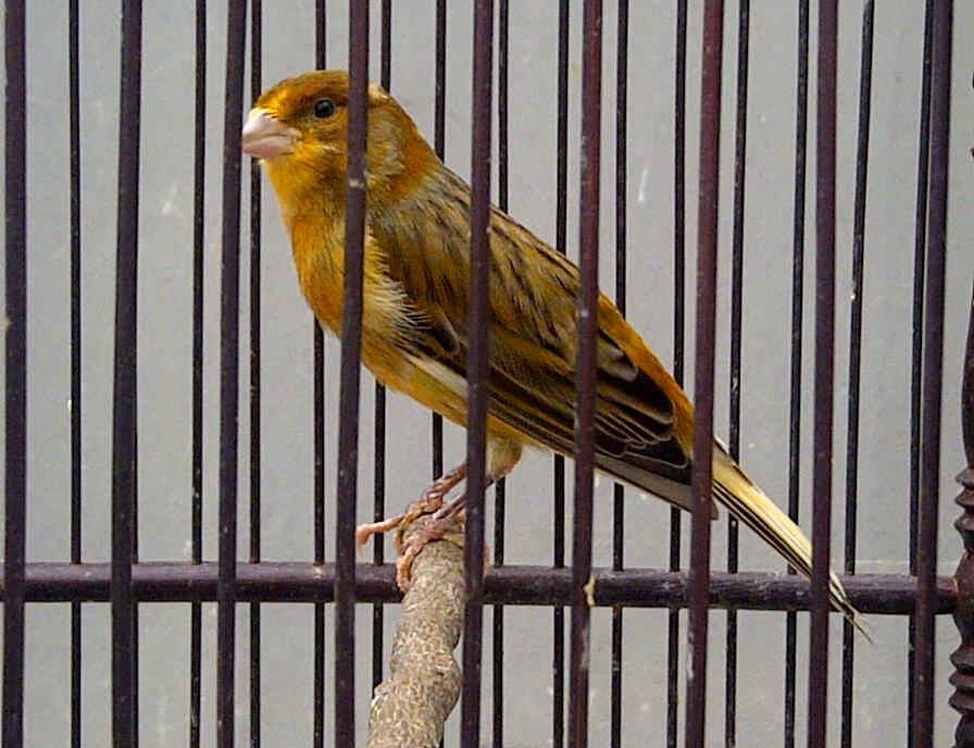 Jual burung Pentet Jatim mapan, kenari AF, Ciblek gunung, Prenjak, Pleci. Jakarta