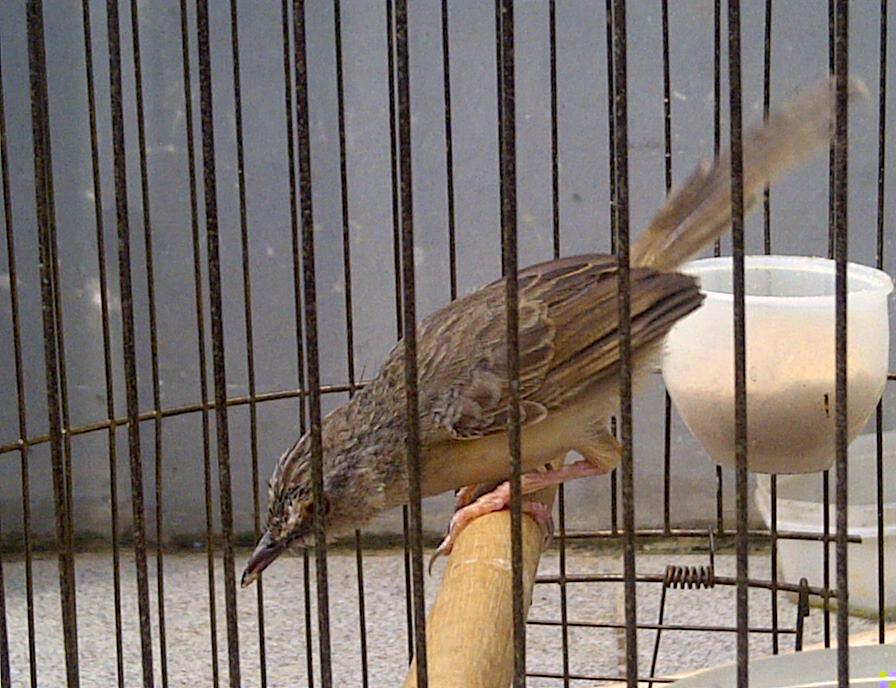 Jual burung Pentet Jatim mapan, kenari AF, Ciblek gunung, Prenjak, Pleci. Jakarta