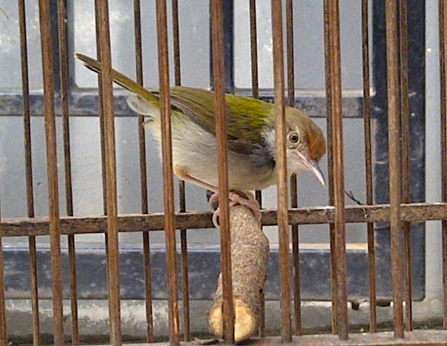 Jual burung Pentet Jatim mapan, kenari AF, Ciblek gunung, Prenjak, Pleci. Jakarta