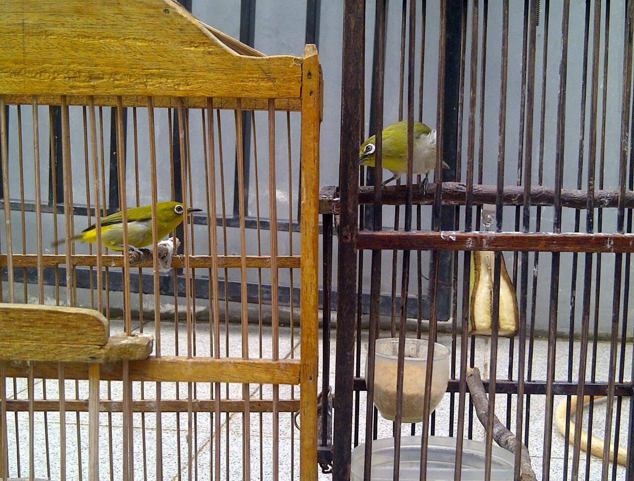 Jual burung Pentet Jatim mapan, kenari AF, Ciblek gunung, Prenjak, Pleci. Jakarta