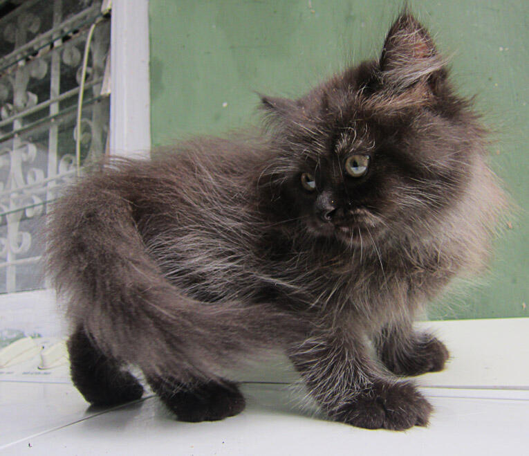 Jual KITTEN Persia
