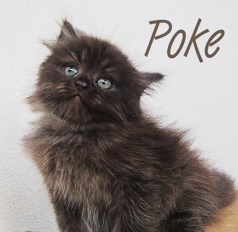 Jual KITTEN Persia