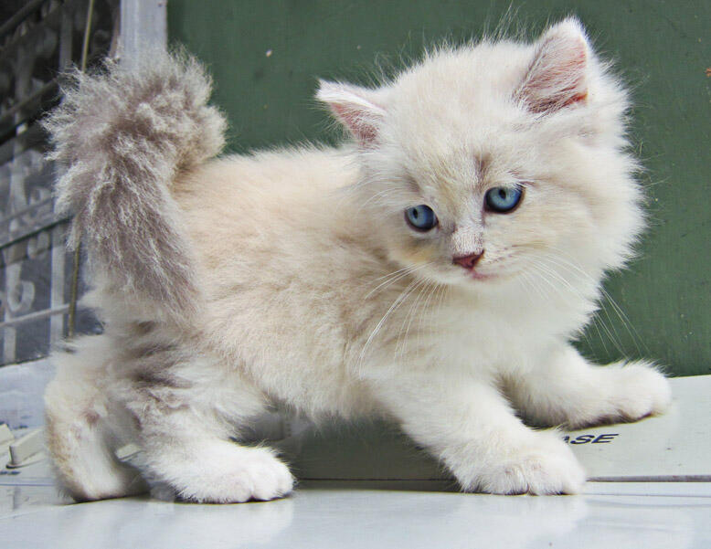 Jual Kitten Persia Lucu