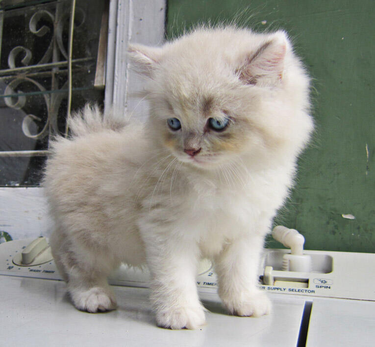 Jual Kitten Persia Lucu