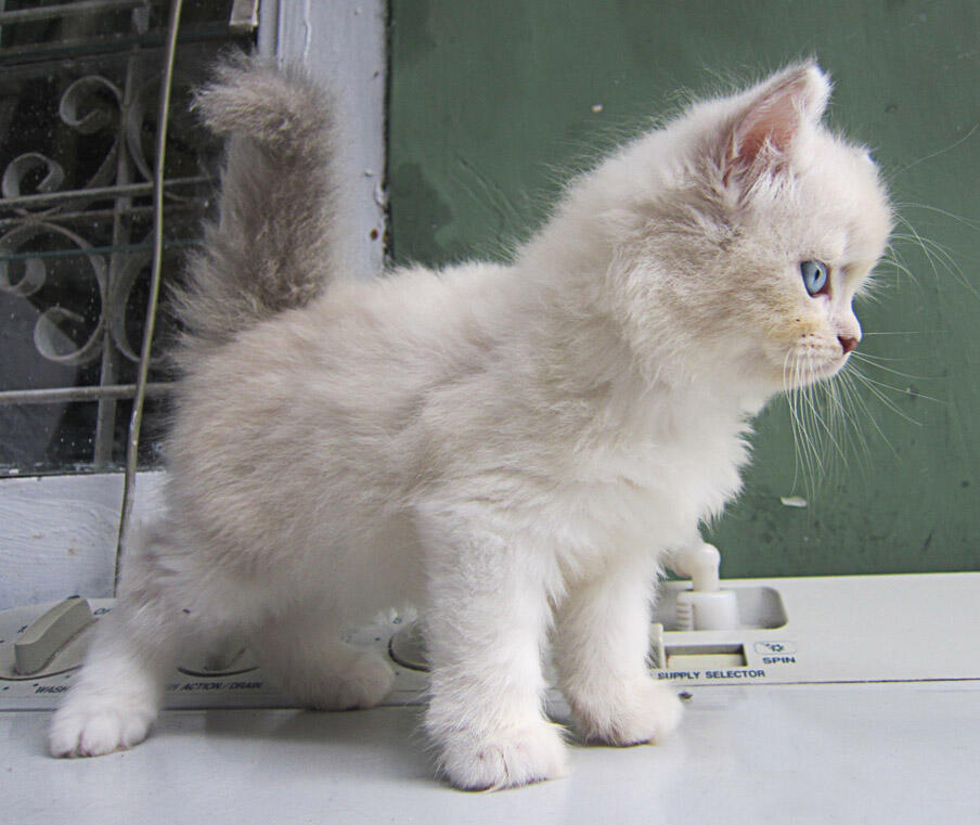 Jual Kitten Persia Lucu
