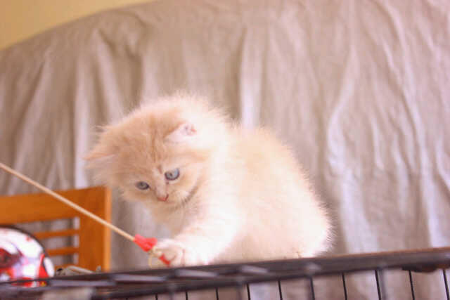 kitten persia murah!!!