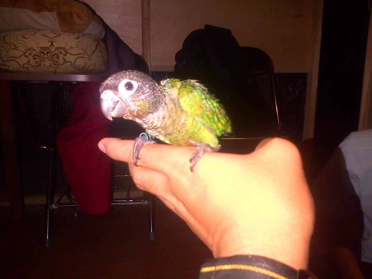Burung Greencheck Conure (Parrot)