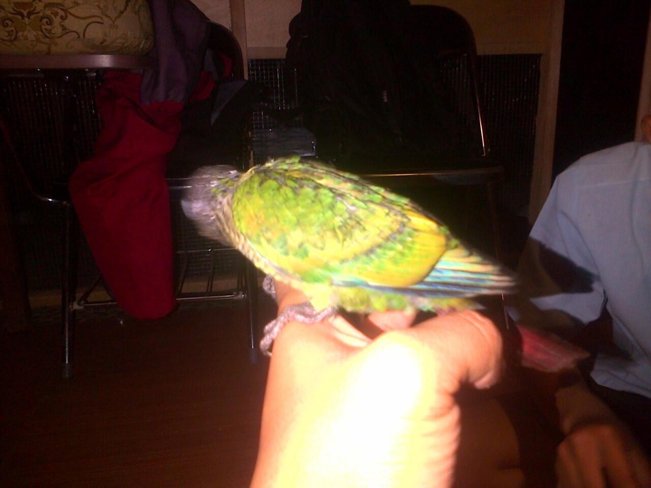 Burung Greencheck Conure (Parrot)