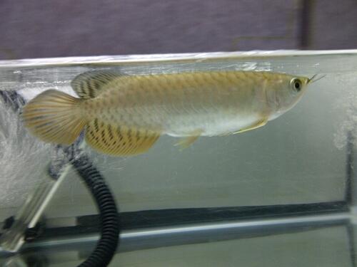 Premium Quality RTG Arowana / Arwana 18cm Blue Base