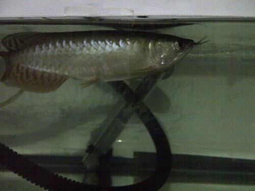 Premium Quality RTG Arowana / Arwana 18cm Blue Base