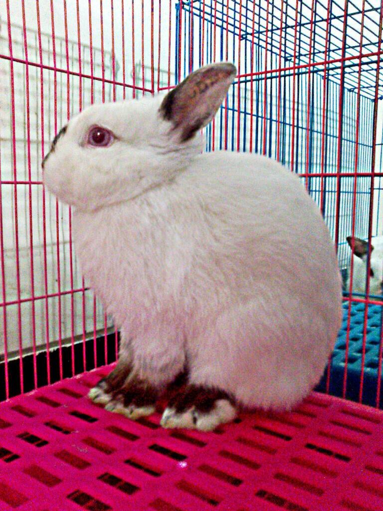 Kelinci Hias Surabaya