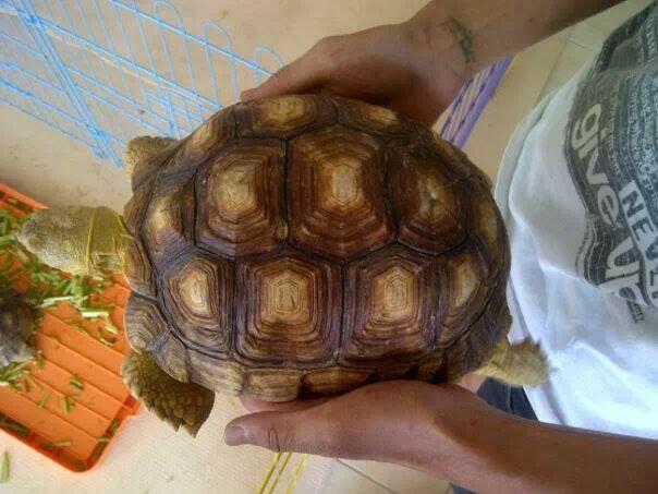 Sulcata tortoise dijual