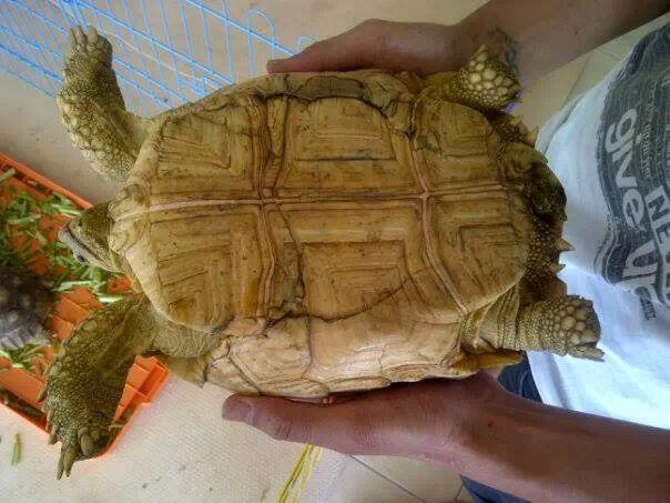 Sulcata tortoise dijual