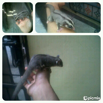 Sugar glider joey betina ada 3 ekor,usia 2,5 bln