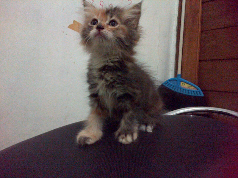 kucing kitten pure persia murrraaahhh istimewa..masuk gan....