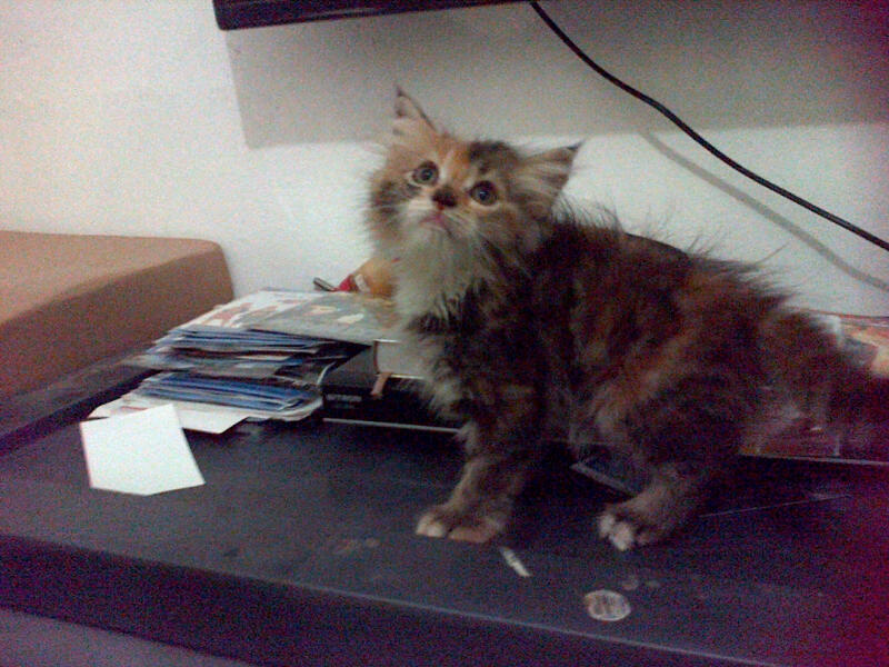 kucing kitten pure persia murrraaahhh istimewa..masuk gan....