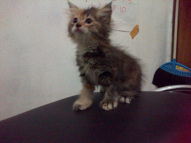kucing kitten pure persia murrraaahhh istimewa..masuk gan....