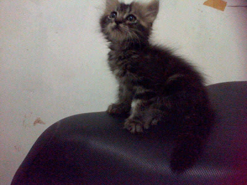 kucing kitten pure persia murrraaahhh istimewa..masuk gan....