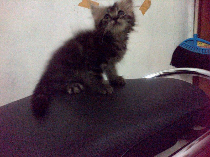 kucing kitten pure persia murrraaahhh istimewa..masuk gan....