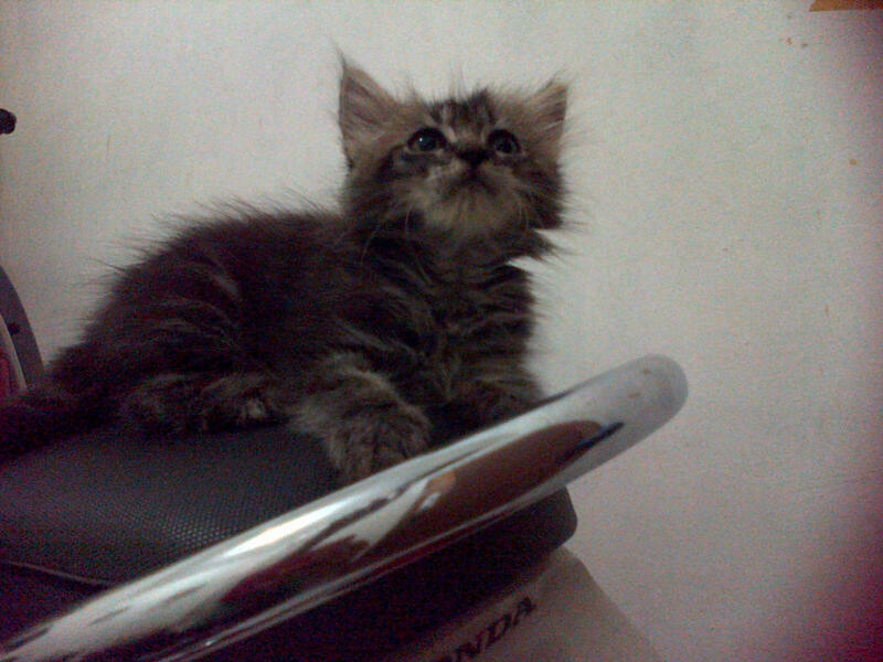kucing kitten pure persia murrraaahhh istimewa..masuk gan....