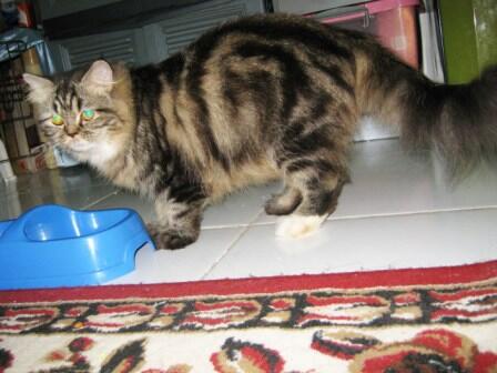 kucing kitten pure persia murrraaahhh istimewa..masuk gan....