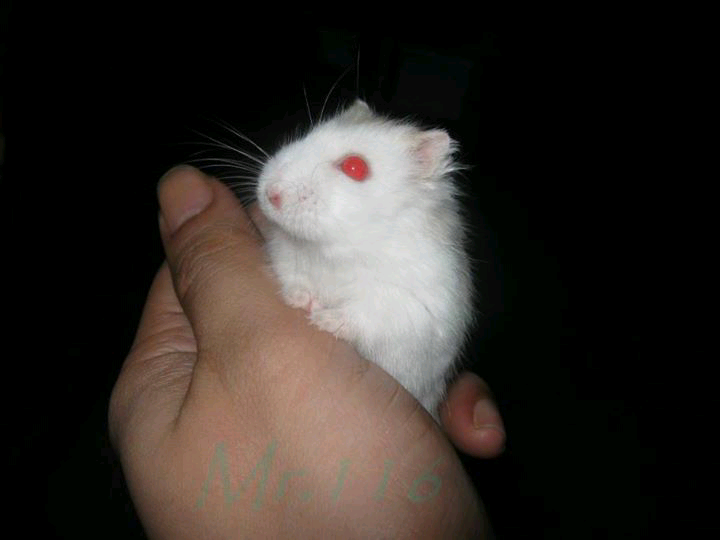 Hamster Cikarang Hybrid Pearl Red Eyes