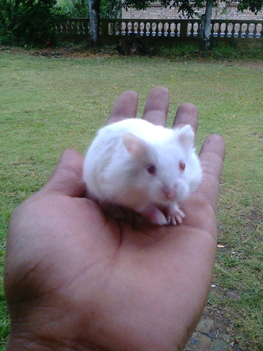 Hamster Cikarang Hybrid Pearl Red Eyes