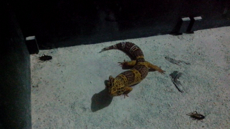WTS Gecko murmer..