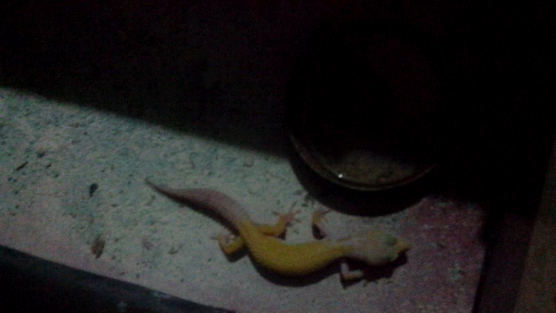 WTS Gecko murmer..
