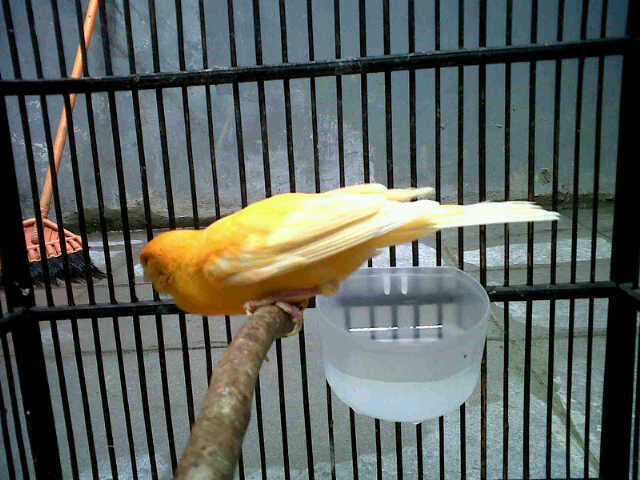 jual kenari merlok murah